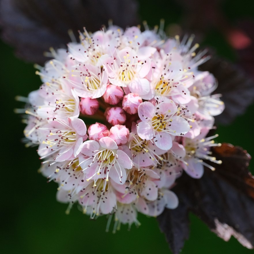 Smällspirea ’Panther’ 5 L