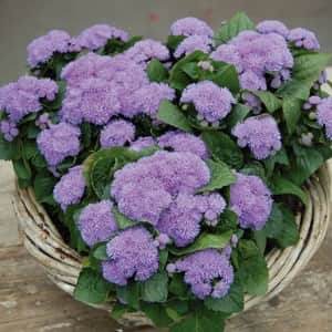 ageratum-cushion-blue-105cm-kruka-1