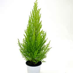 citroncypress-goldcrest-wilma-105cm-kruka-1