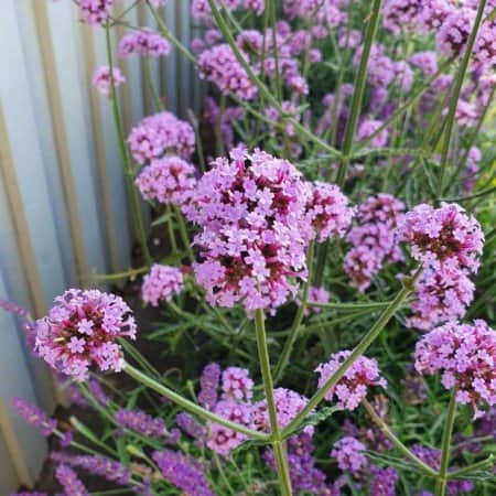 jtteverbena-little-cloud---3-plantor-1