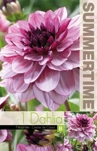 dekorativ-dahlia-creme-de-cassis-1st-1