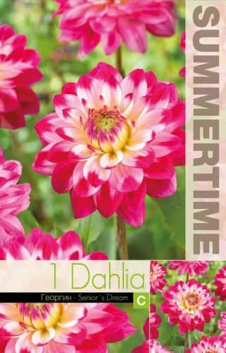dekorativ-dahlia-seniors-dream-1st-1