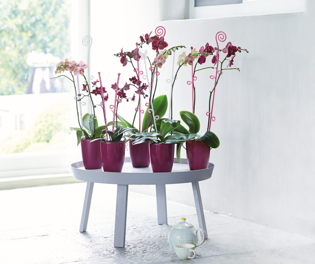 orchideco-twist-lime-2
