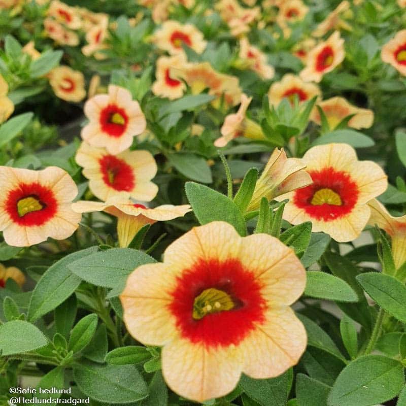 minipetunia-conga-peach-kiss-105cm-kruka-1