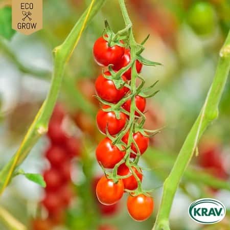 krsbrstomat-sweetie-krav-mrkt-1