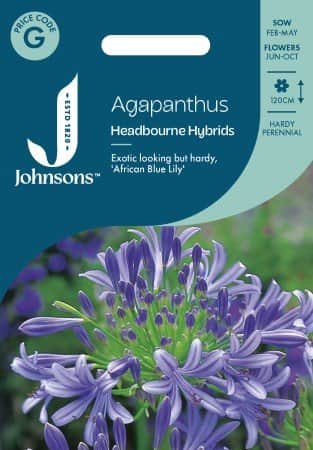 afrikas-bl-lilja-headbourne-hybrids-1