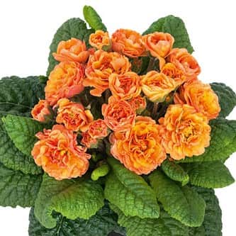 jordviva-belarina-sweet-apricot-12cm-kruka-2