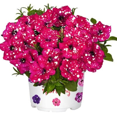 petunia-sparkle-magenta-105cm-kruka-1