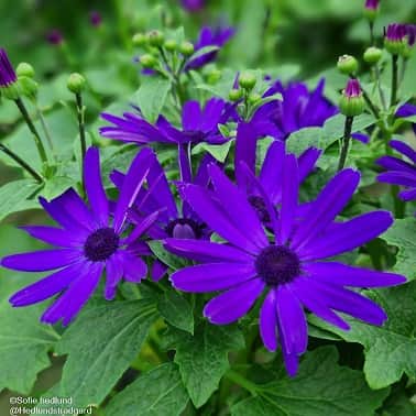 cineraria-senetti-kobalt-blue-12cm-kruka-1