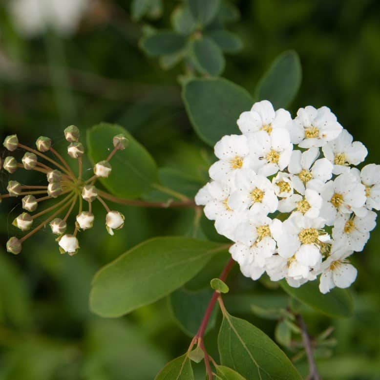 bukettspirea-5-p-barrotad-80-100cm-2