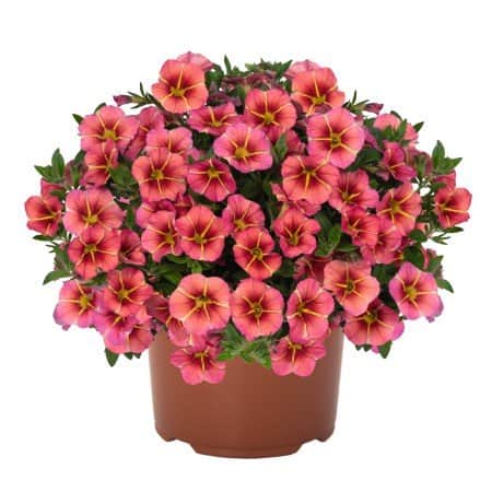 minipetunia-tik-tok-orange---3-plantor-1