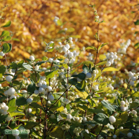 doorenbossnbr-white-hedge-3-35-l-1