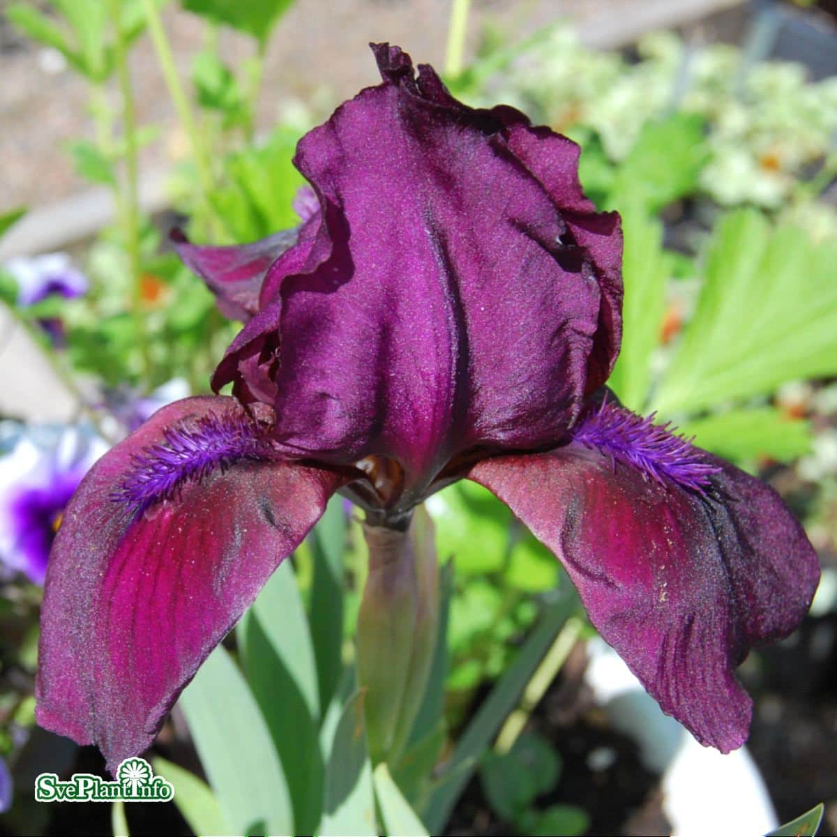 iris-cherry-garden-1st-barrotad-1