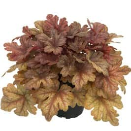 klockvippa-buttered-rum-12cm-kruka-1