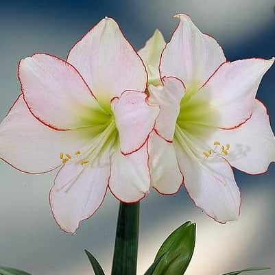 amaryllis-picotee-1st-2