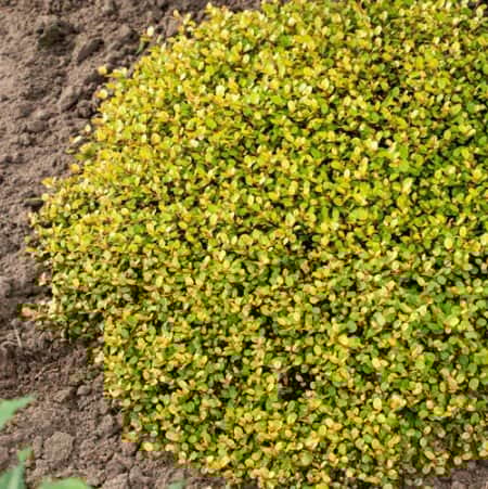 slideranka-golden-girl-12cm-kruka-1