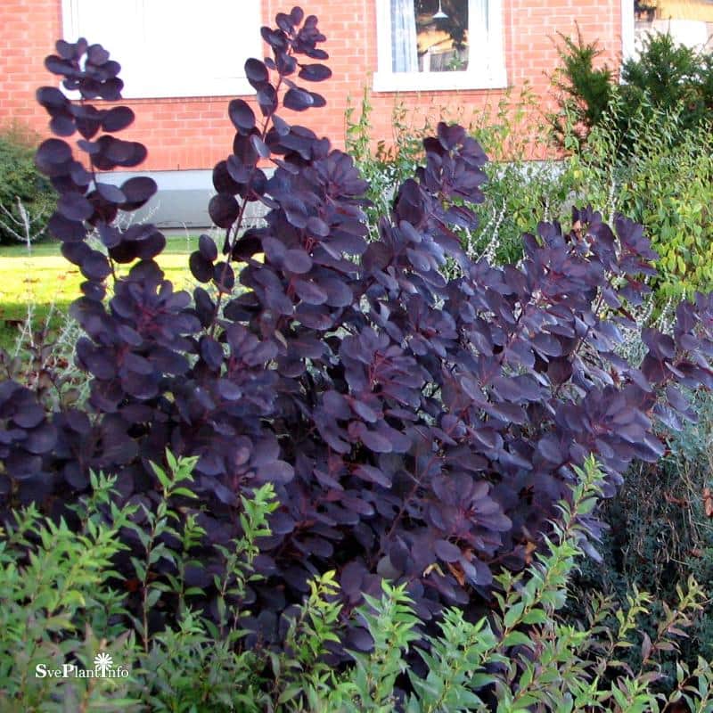perukbuske-royal-purple-rdbladig-2-3-l-1