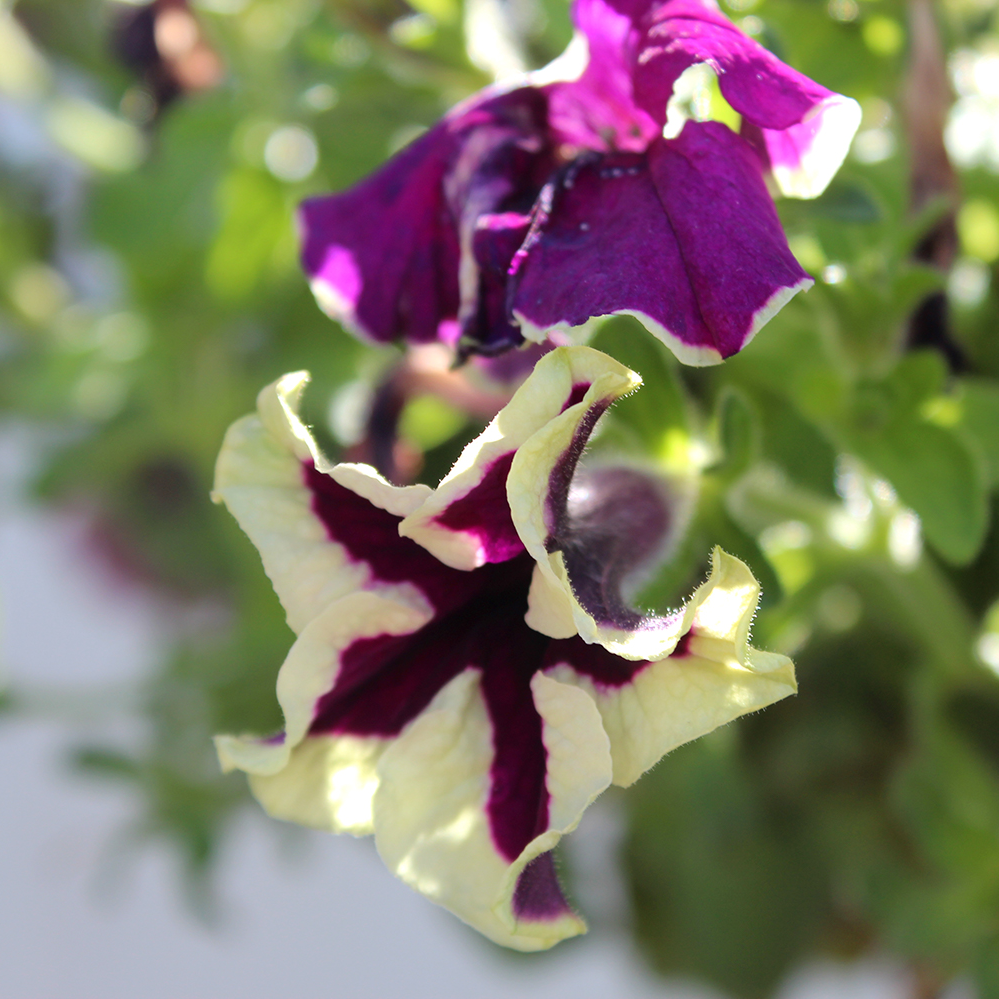 Petunia ’Viva Eclipse’ 10,5cm kruka