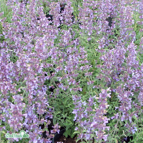 kantnepeta-walkers-low-17cm-kruka-1