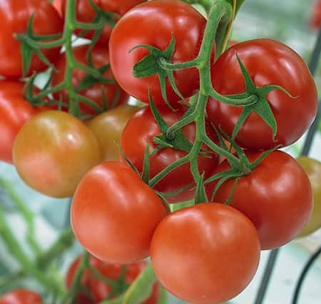 tomat-klassiskt-rund-milaneza-yrkesodlarfr-1