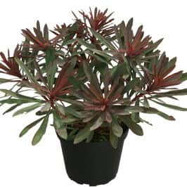 trel-miners-merlot-12cm-kruka-1