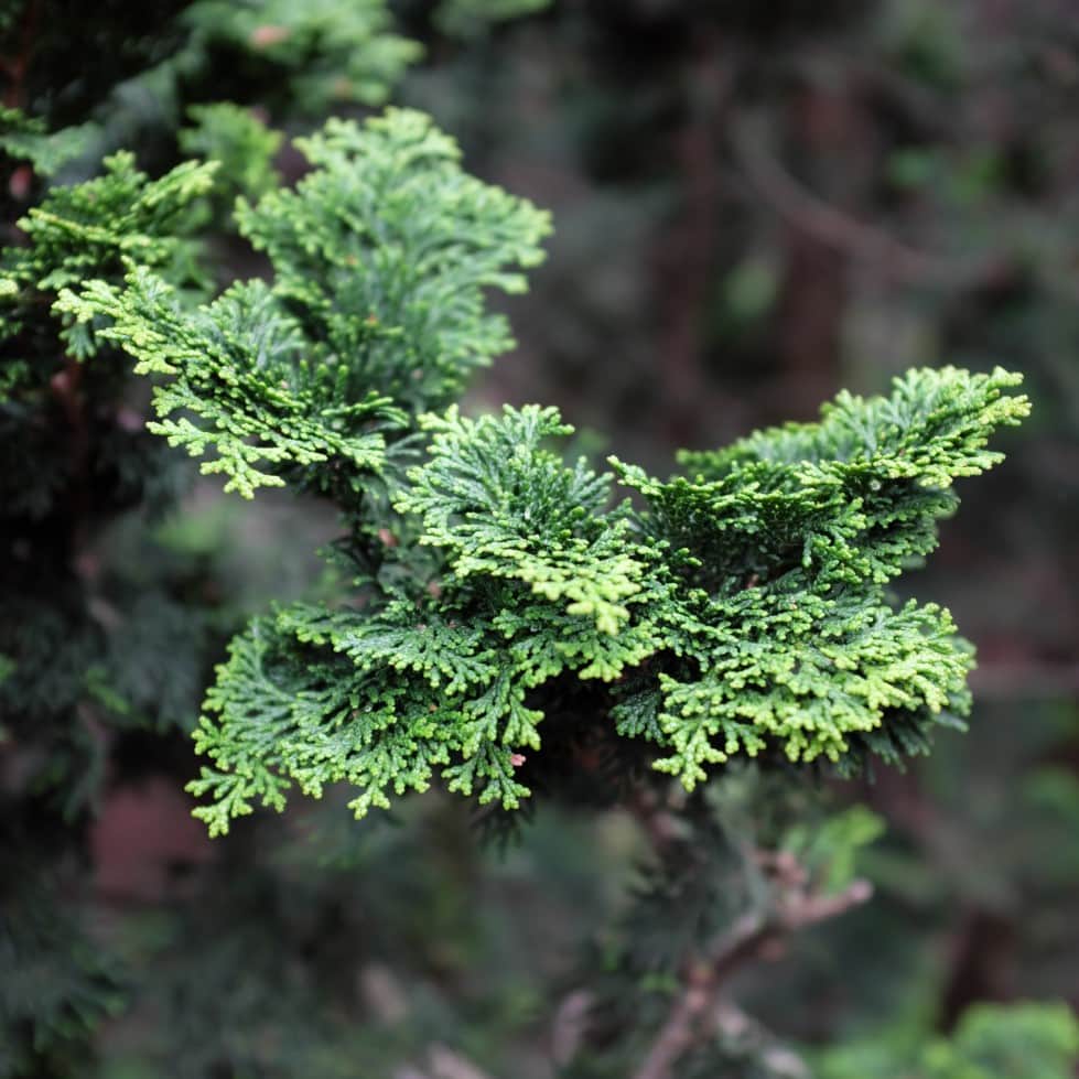 japansk-delcypress-nana-gracilis-20-25-co-2