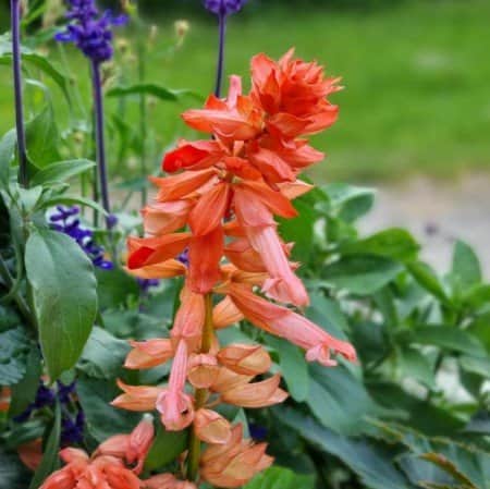 praktsalvia-go-go-coral-105cm-kruka-1