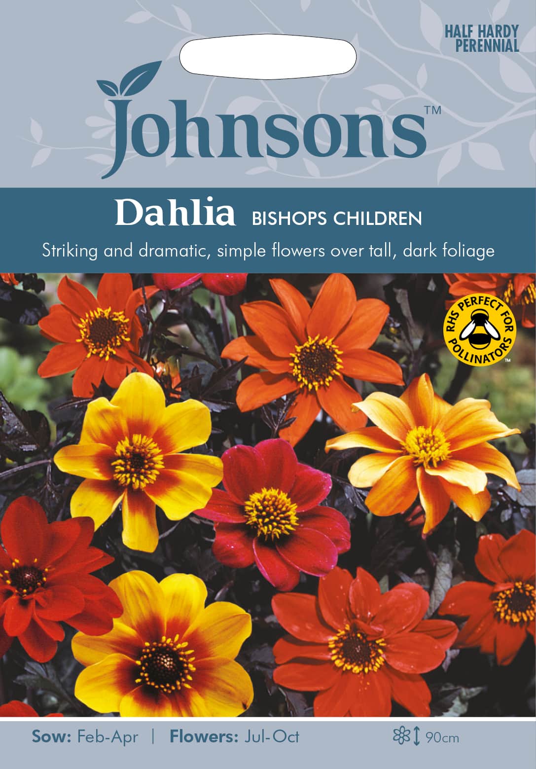 sommardahlia-bishops-children-1