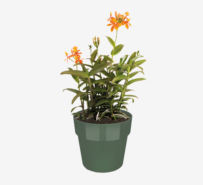 bfor-original-rund-ytterkruka-18cm-leaf-green-2