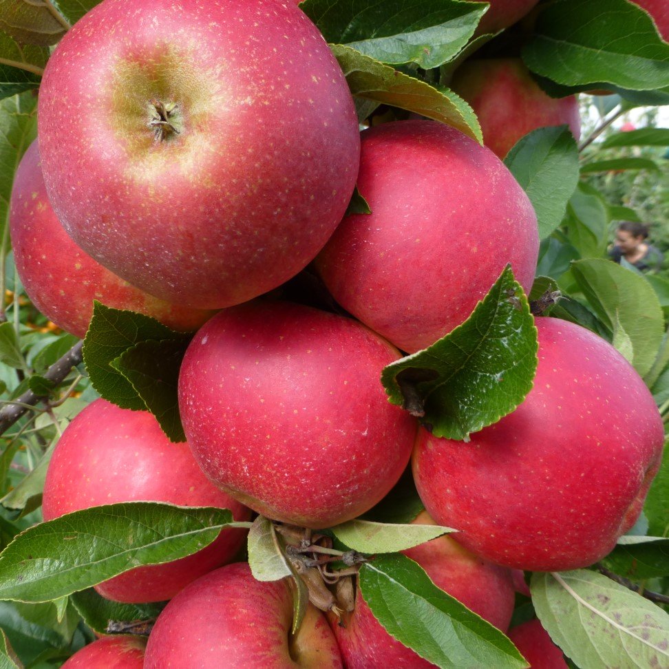 Äpple ’Agnes’ B9 (svagväxande) co