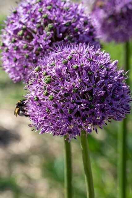 allium-jttelk-gladiator-1st-1