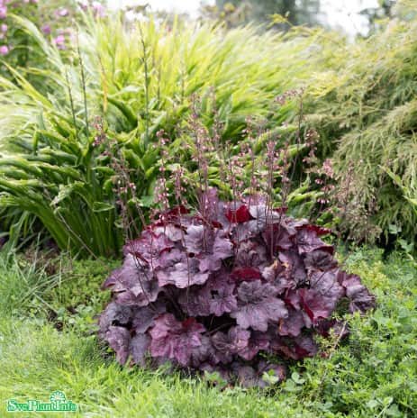 alunrot-wild-rose-12cm-kruka-1