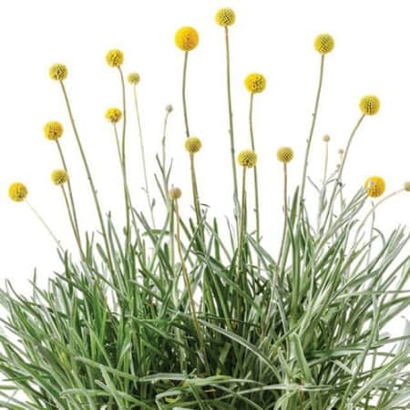 solboll-golf-beauty-105cm-kruka-1