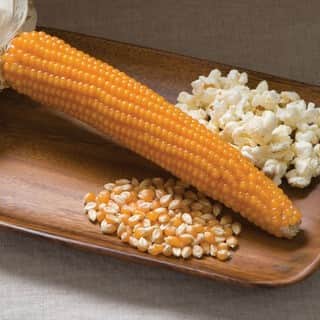 popcornmajs-robust-997-f1-fr-1