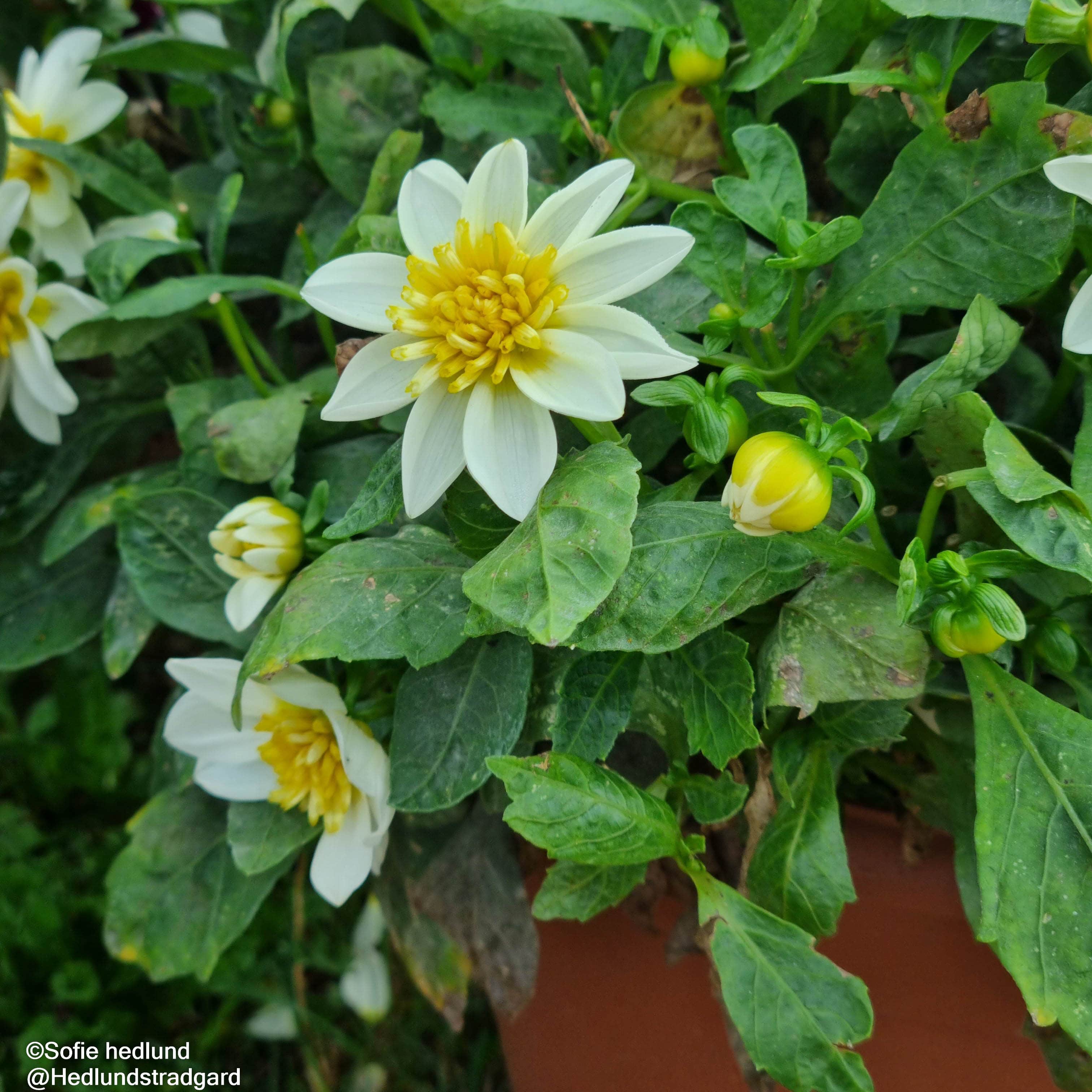 sommardahlia-dahlietta-surprise-elsa-105cm-kr-1