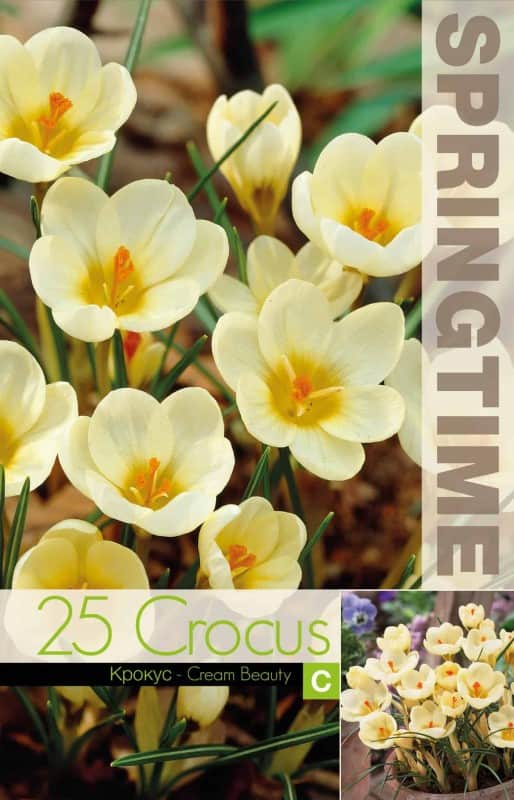 krokus-botanisk-cream-beauty-25st-2