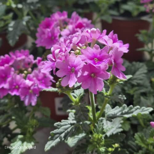 trdgrdsverbena-venturi-pink-105cm-kruka-1