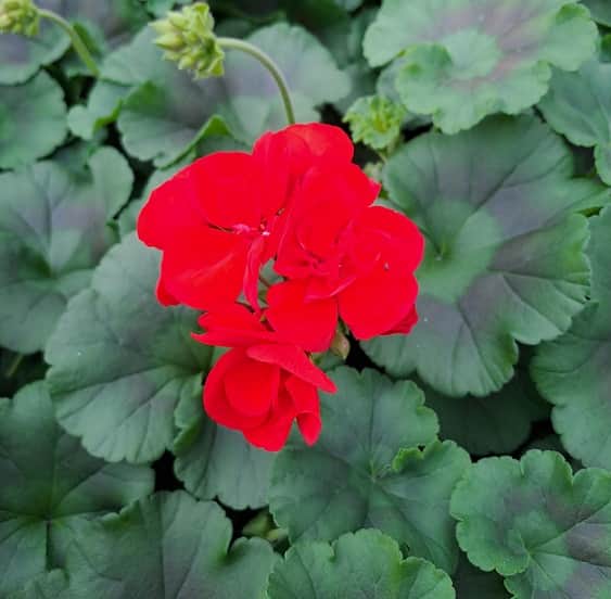zonalpelargon-trend-red-12cm-kruka-1