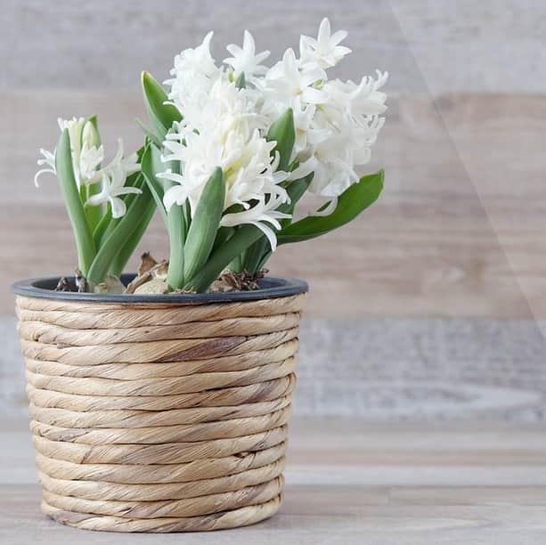 hyacint-jul--vit-75cm-kruka-1