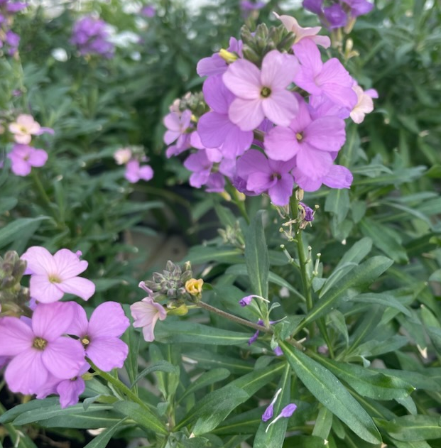 gyllenlack-poem-lavender-12cm-kruka-2