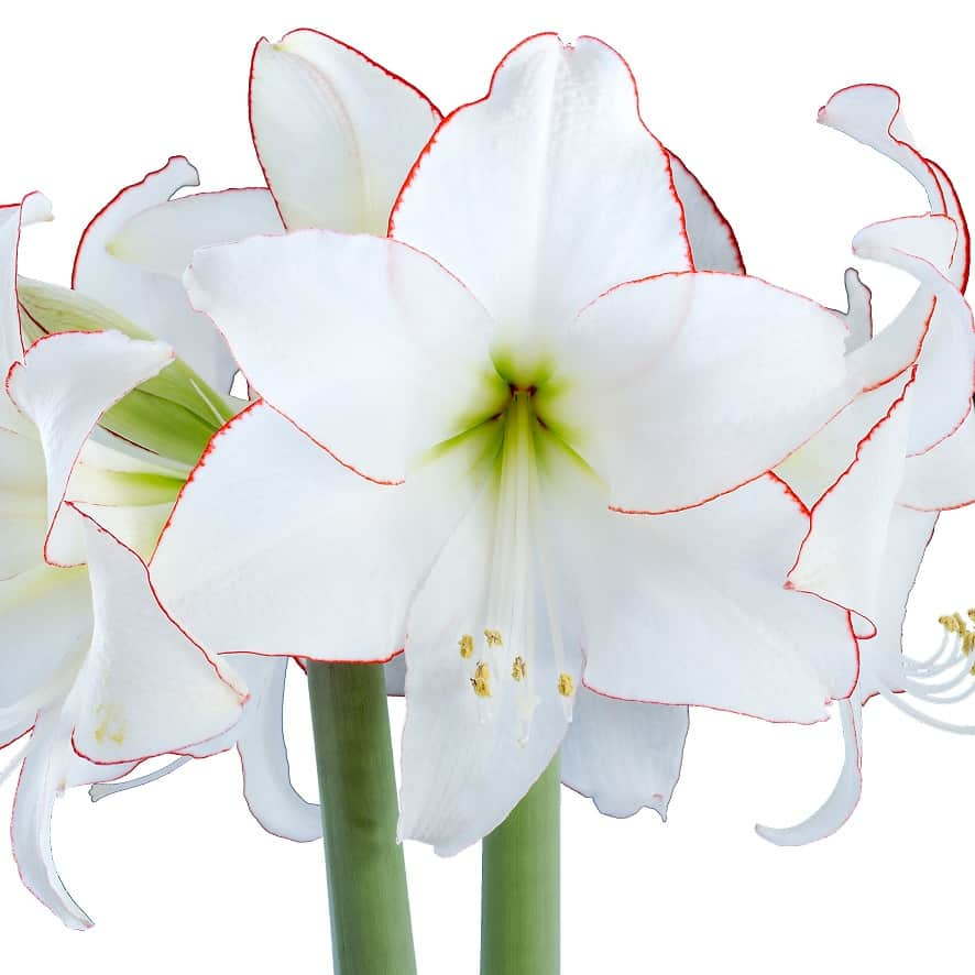 amaryllis-picotee-1st-1