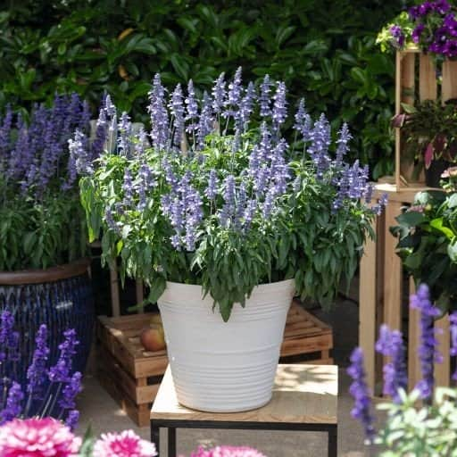 daggsalvia-salti-bicolor-blue-105cm-kruka-1