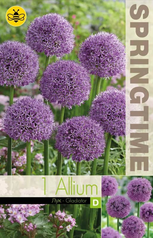 allium-jttelk-gladiator-1st-2