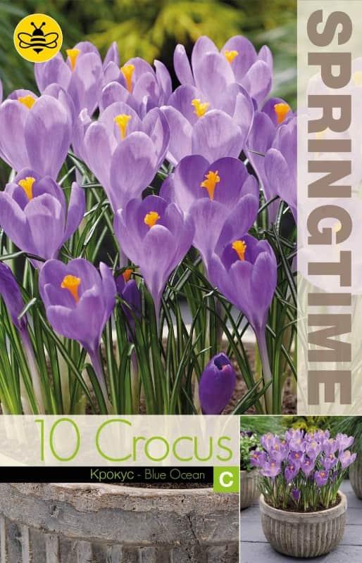 krokus-storblommig-blue-ocean-10st-1