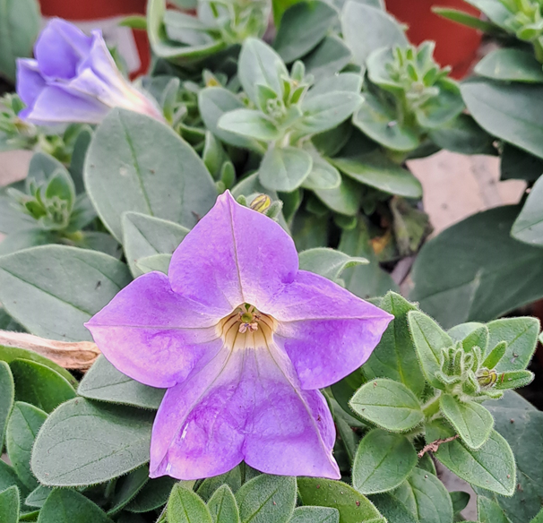 petunia-famous-sky-blue-105cm-kruka-1