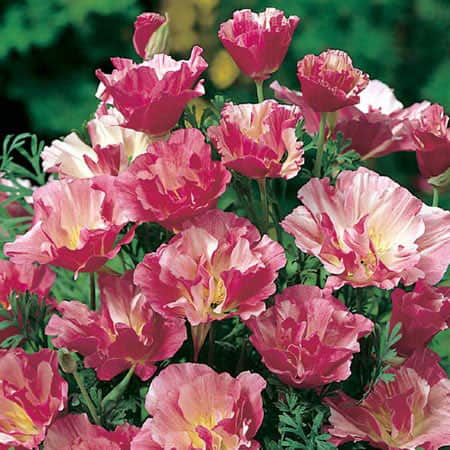 smntuta-appleblossom-pink-fr-3