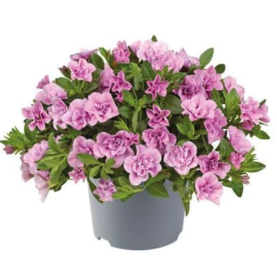 minipetunia-cabaret-double-light-pink-105cm-k-1