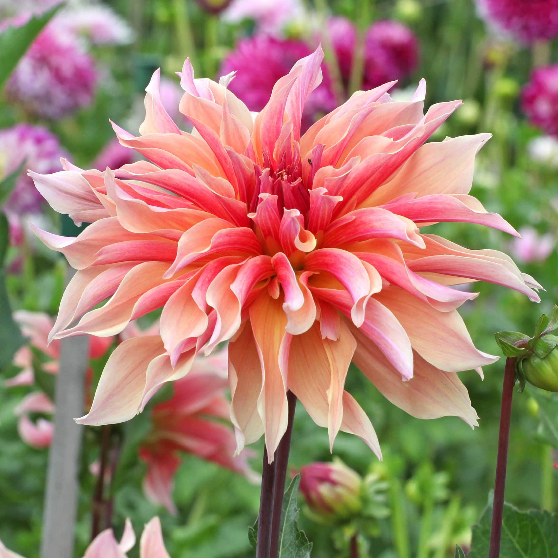 dekorativ-dahlia-labyrinth-1st-1