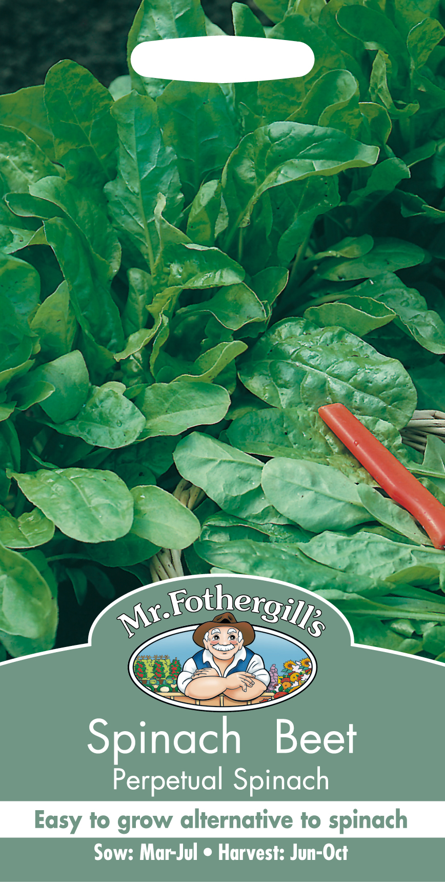 Mangold ’Perpetual Spinach’
