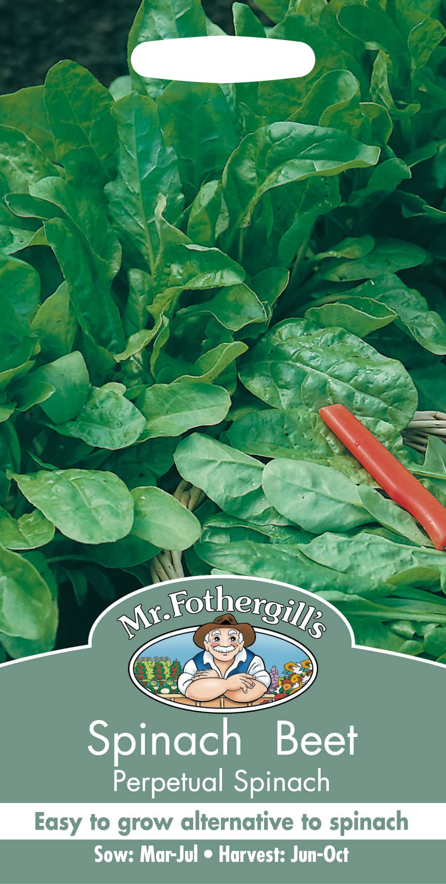 mangold-perpetual-spinach-1